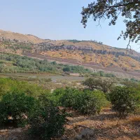 باغ لیمو|فروش زمین و ملک کلنگی|بوستان, |دیوار