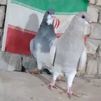 کبوتر شهری|پرنده|شیراز, کفترک|دیوار
