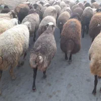 میش وگوسفند  داشتی جوان|حیوانات مزرعه|سنقر, |دیوار