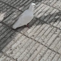 سفید کفتر|حیوانات|سبزوار, اسلام آباد|دیوار