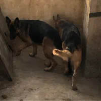 ژرمن ماده و نر