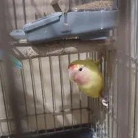 طوطی برزیل ماده معاوضه باعروس هلندی|پرنده|گلستان (تهران), |دیوار