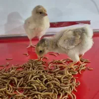 میلورم و سوپر ورم زنده و خشک|حیوانات مزرعه|خمینی‌شهر, |دیوار