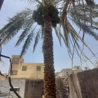 درخت گرازحرفه ای|گل و گیاه طبیعی|بم, |دیوار