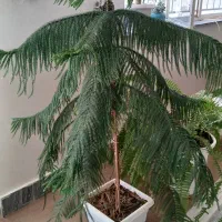 توافقی