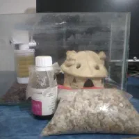 آکوٌآریوٌمً بًآ وٌسِآیلَ