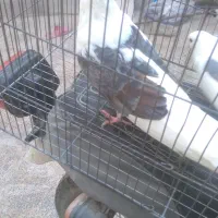 فروش یک جفت کبوتر دوکت|پرنده|پارسیان, |دیوار