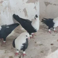 کربلایی مخمل سیاه|پرنده|علامرودشت, |دیوار