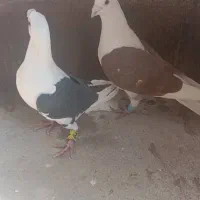 کبوتر دوکت|پرنده|کوار, |دیوار