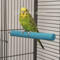 عروس هلندی گرینچیک راهب|لوازم جانبی حیوانات|ری, شهادت|دیوار