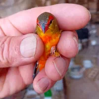 فنچ سینه طلایی