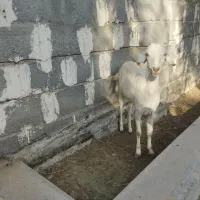 گیسه چاق|حیوانات مزرعه|میناب, |دیوار