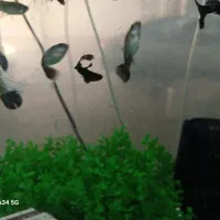 ماهی گوپی مولی انجل کوریدوراس تایگر بارب|ماهی|تهران, گلستان (شهرک راه آهن)|دیوار