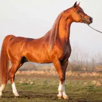 فروش-محل-پرورش-اسب