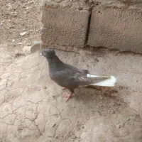 موکت د م سفید