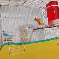 قناری فروش فوری