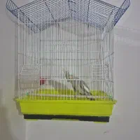 عروس هلندی ماده خاکستری|پرنده|مشهد, نیزه|دیوار