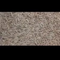 شالی بذری فجر ۹۰روز