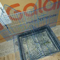 طوطی|پرنده|شهرکرد, |دیوار