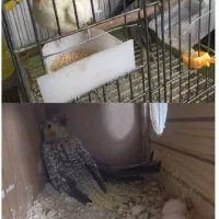 ملنگو  برزیلی عروس هلندی فنج مرغ عشق|پرنده|تهران, خلیج فارس|دیوار