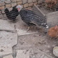 فروش مرغ و بوقلمون