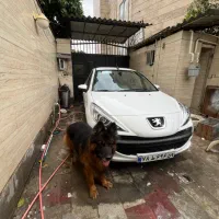 ژرمن دزدیده شده