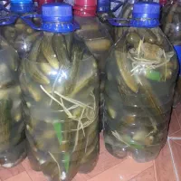 خیارشور
