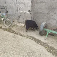 بزغاله|حیوانات مزرعه|کرمانشاه, |دیوار