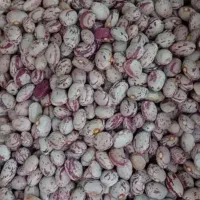 لوبیا چیتی درشت