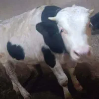 دوتا گاو با گوساله نه ماهه|حیوانات مزرعه|پلدشت, |دیوار