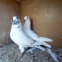 کبوتر کفتر کله دم سبز کاشونی|پرنده|فلاورجان, |دیوار