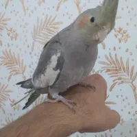 فروش عروس پاریس سخنگو