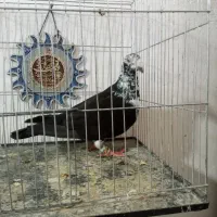 کبوتر کشکی بزک سیاه