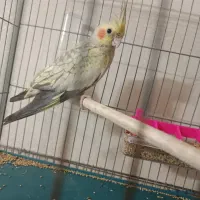 سه عدد هلندی|حراج|قم, پردیسان|دیوار