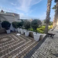 یاس هلندی  بزرگ با گلدون