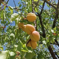 باغ 1450متری با چشمه