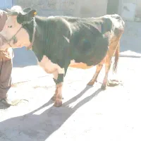 ماده گاو سیمیتال وزن 6000|حیوانات مزرعه|هرسین, |دیوار