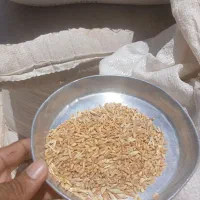 گندم چرداول