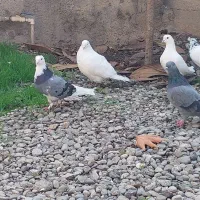 کبوترهای پرشی|پرنده|خان ببین, |دیوار