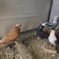 کبوتر پرشی|پرنده|خرم‌آباد, |دیوار