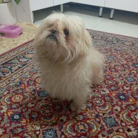 واگذاری پاپی|سگ|گلبهار, شهر جدید گلبهار|دیوار