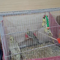 ۲تا آهوی نرماده ویک دوکت نرماده آلبینو جفتم دارم|پرنده|مشهد, نوید|دیوار