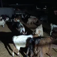 گوشت وگوسفند زنده بز و بره میش چاق|حیوانات مزرعه|پلدختر, |دیوار