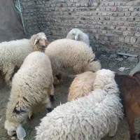 هفت عدد گوسفند وبره محلی