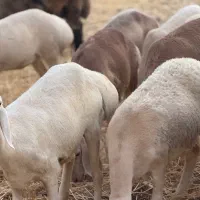 بره|حیوانات مزرعه|مرودشت, نقش رستم|دیوار