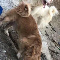 سگ اشپیتز|سگ|شیراز, بید زرد|دیوار