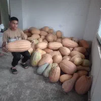 فروش مرغوبترین کدو