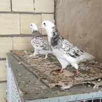 پرنده  جفت هما سرور