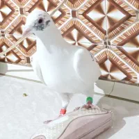 نر پرستو|پرنده|کرباسک, |دیوار