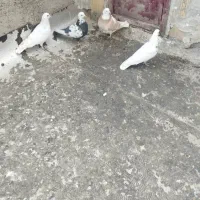 سلام چهارتاکبوترخوب